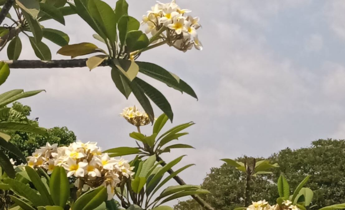 Em casa com uma psicopata VI – Semente