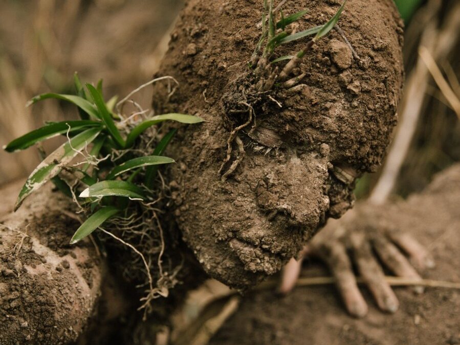 Aoruaura: a performatividade da existência